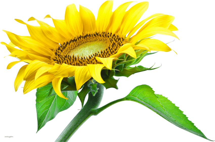 Yellow Sunflower Png Download Hd