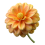 3D Marigold flower png transparent background Free