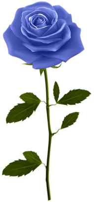 100  Blue Rose Flower Transparent PNG