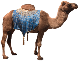 100 Camel PNG Images Download HD