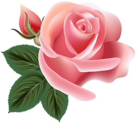 100  Pink Rose Flower PNG  Download
