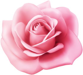 100  Pink Rose Flower PNG Image