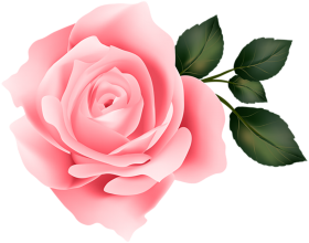 100  Yellow Rose Flower PNG  Download