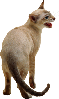 50 Cat Full Body PNG Images Download