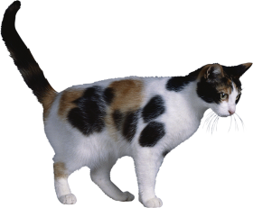 50 Cat Full Body PNG Images Full HD