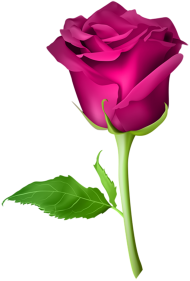 500  Red Rose Single Flower PNG  Download