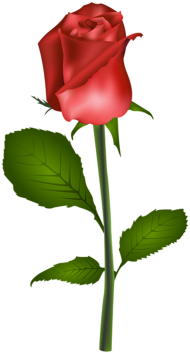 500  Red Rose Single Flower PNG  For Editing