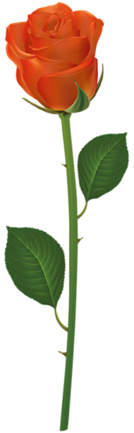 500  Red Rose Single Flower PNG  For Editing