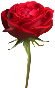 500  Red Rose Single Flower PNG  For Editing