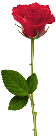 500  Red Rose Single Flower PNG  For Love