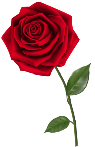 500  Red Rose Single Flower PNG  For Love