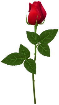 500  Red Rose Single Flower PNG  For Love