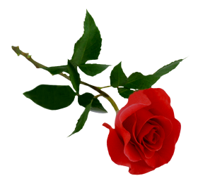 500 Red Rose Single Flower PNG  For Picsart