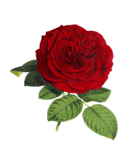 500  Red Rose Single Flower PNG Hd