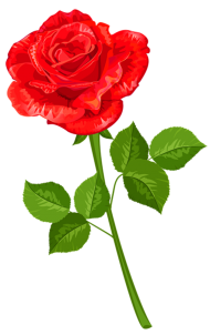 500  Red Rose Single Flower PNG image
