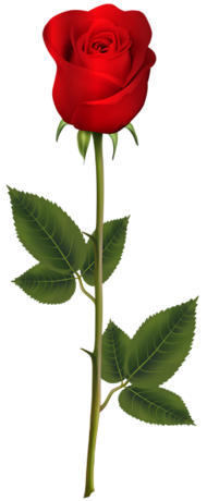 500  Red Rose Single Flower PNG new