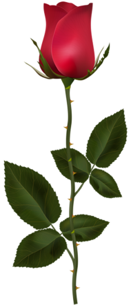 500  Red Rose Single Transparent PNG