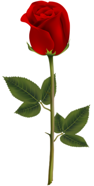 500  Red Rose Single Transparent PNG