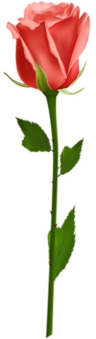500 Yellow Rose Single Flower PNG