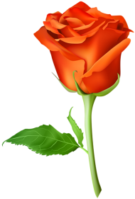 500  Yellow Rose Single Flower PNG Hd