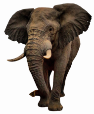 African Elephant PNG Clipart HD