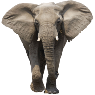 African Elephant Transparent File