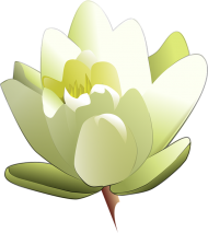 Amazing Lotus Flower PNG Download
