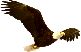 American Eagle PNG Full HD Quality