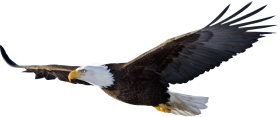 American Eagle Transparent Free PNG