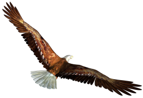 American Eagle Transparent Images HD