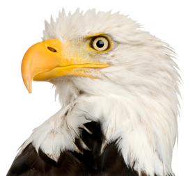 American Eagle Transparent Png Images