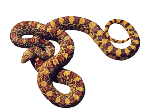 Anaconda Scary Snake PNG Hd