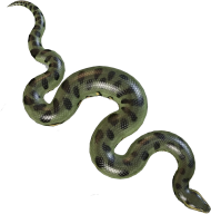 Anaconda Snake PNG Image Download