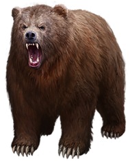 Angry Bear Transparent PNG Images Download