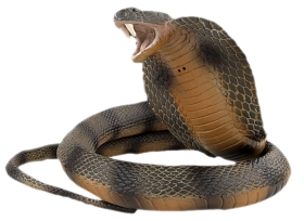 Angry Cobra Snake PNG Download Hd
