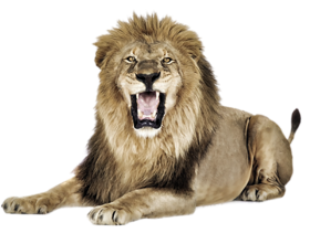 Angry Lion Sitting Png Images Download