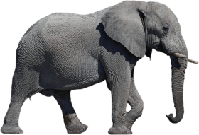 Asian Elephant PNG Clipart Background