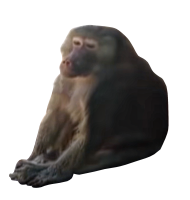 Baboon Animal Transparent Free PNG