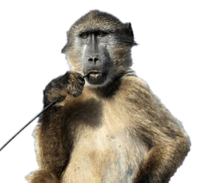 Baboon Download Free PNG hd download