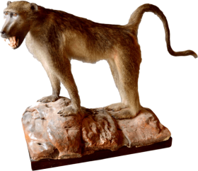 Baboon PNG Photos download hd