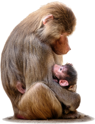 Baboon Sitting PNG Clipart Background