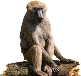Baboon Sitting PNG HD Quality download