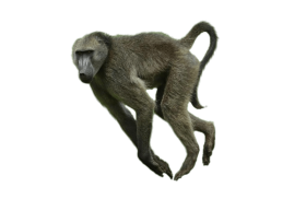 Baboon Transparent Images