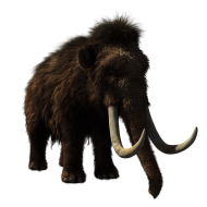 Baby Elephant Png Download Hd