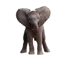 Baby Elephant PNG HD Quality
