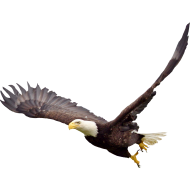Bald Eagle Download Free PNG Hd