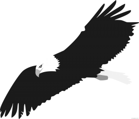 Bald Eagle PNG Clipart Download