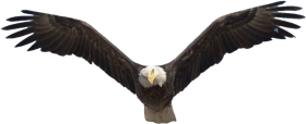 Bald Eagle Transparent Free PNG HD