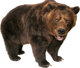 Bear Close View PNG Full HD Download