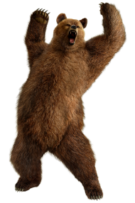 Bear Dancing PNG Full HD Download